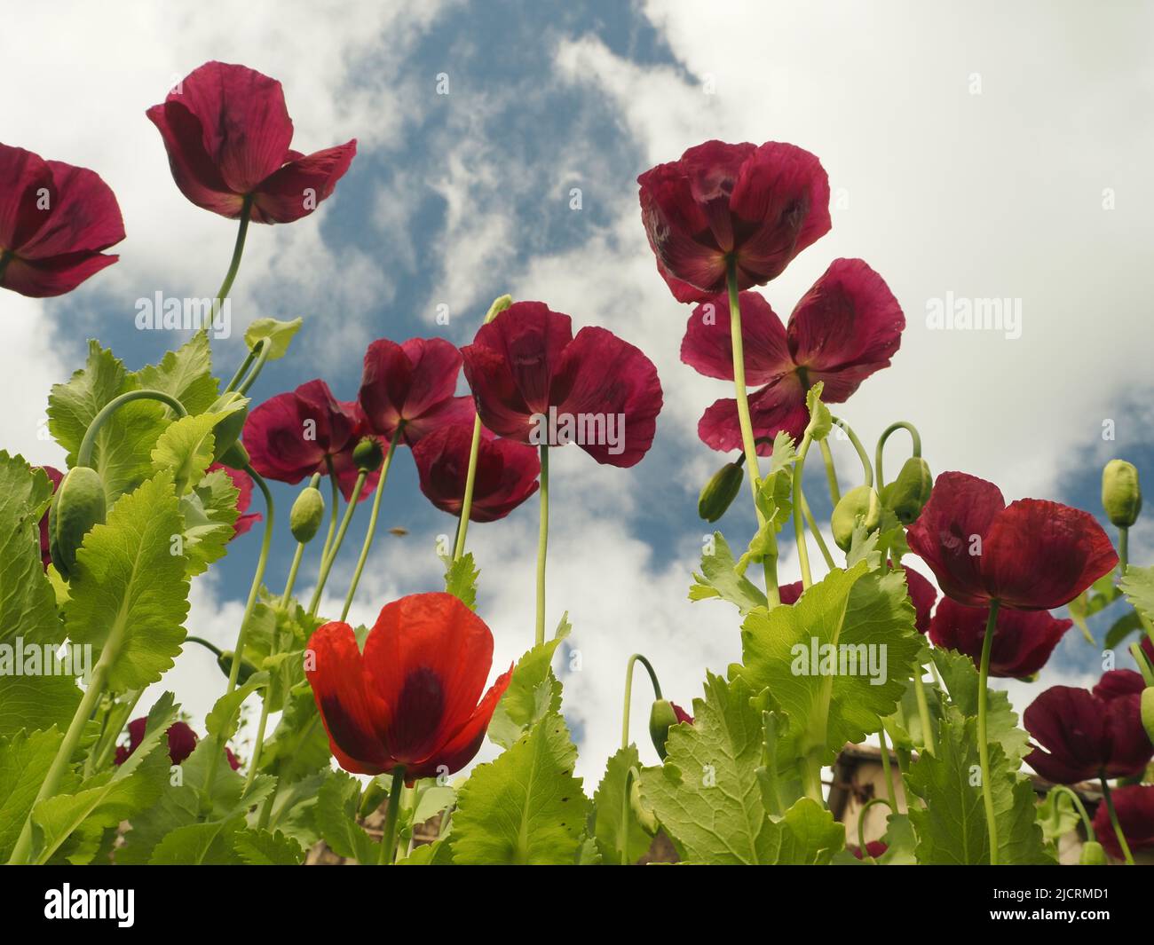 Plum, scarlet or purple coloured Oriental poppies (papaver) which have self seeded in a re-wilded English gardenaganst a blue sky with white clouds. Stock Photo