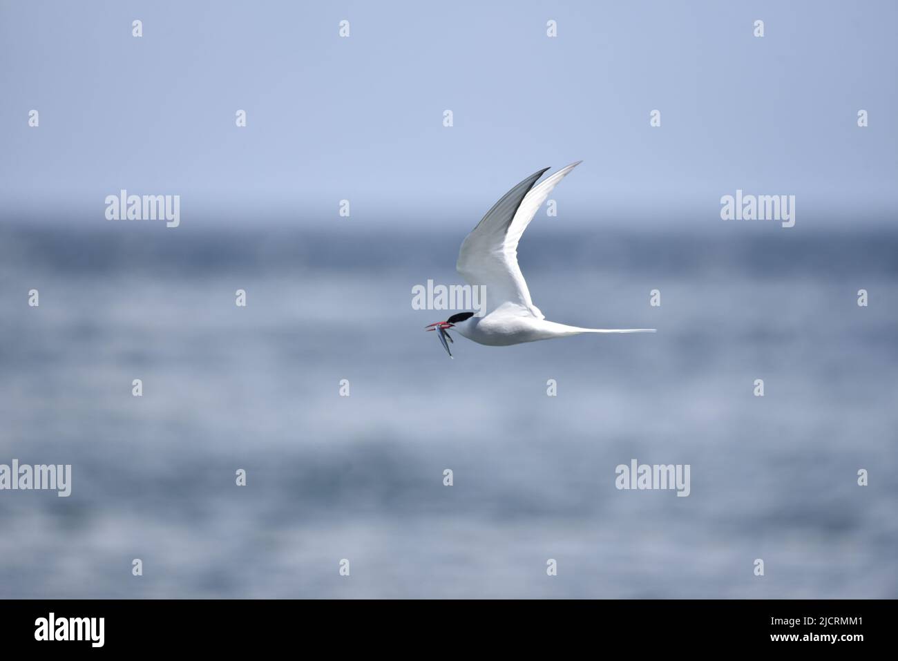 Arctic Tern (Sterna paradisaea) Flying Right to Left, Carrying an Eel in Its Beak, Against a Blue Sky and Sea Background on a Sunny Day, UK in Spring Stock Photo