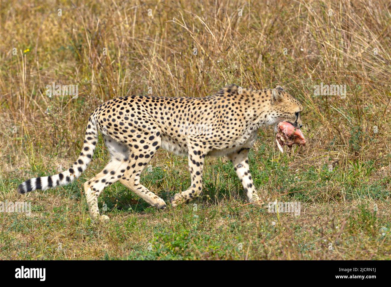 Profile African Cheetah (Acinonyx jubatus) walking on grass with meat in his mouth Stock Photo