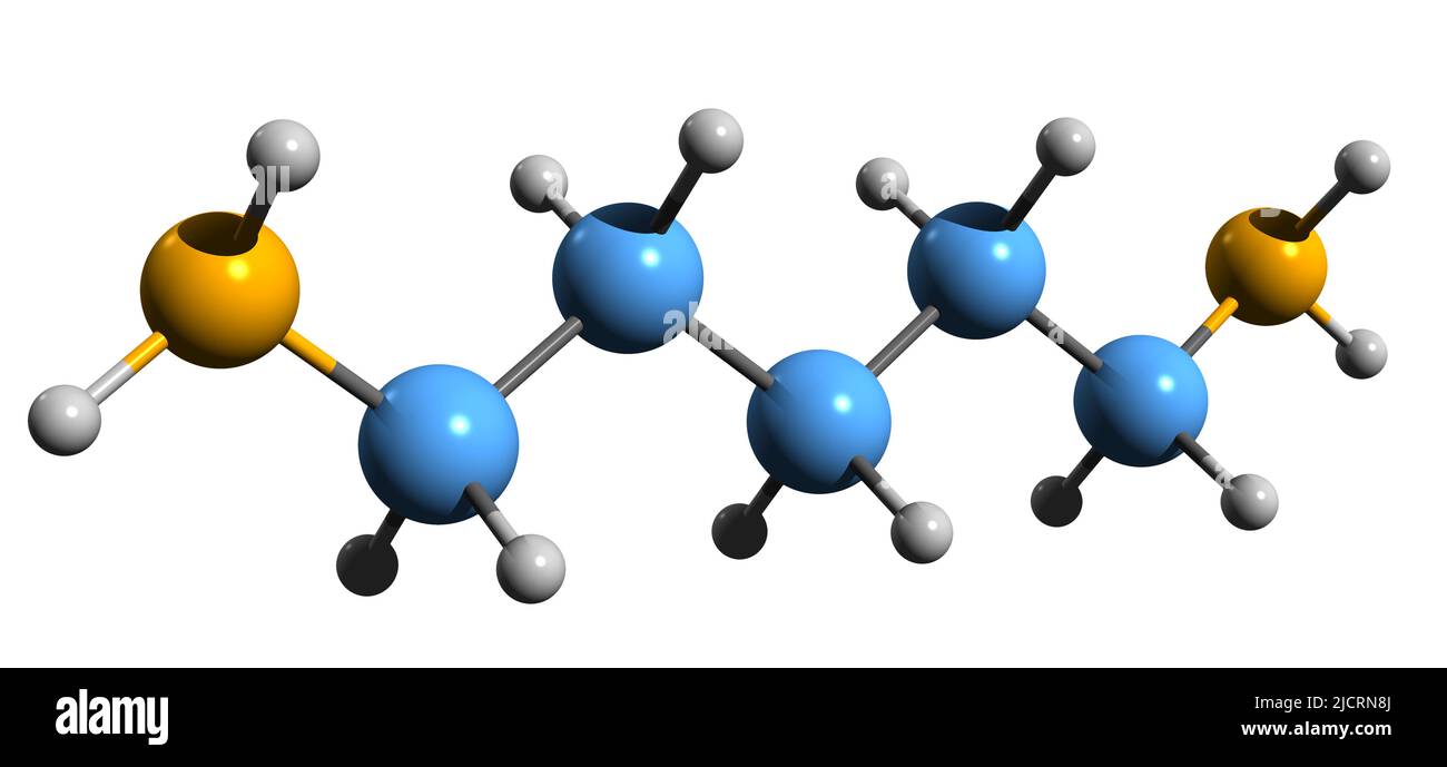 3D image of Cadaverine skeletal formula - molecular chemical structure of diamine isolated on white background Stock Photo