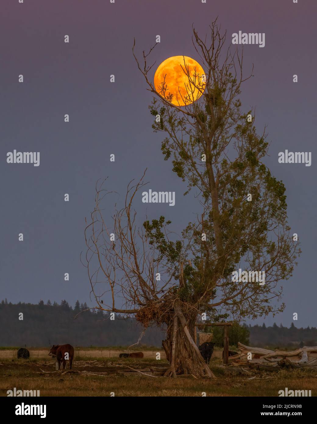 Rising full moon cradled in tree top - photographed in Lassen County California, USA. Stock Photo