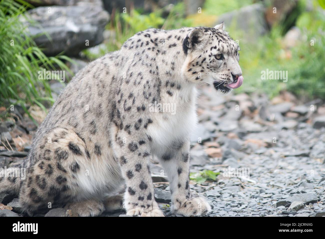snow leopard five sisters zoo west lothian Stock Photo