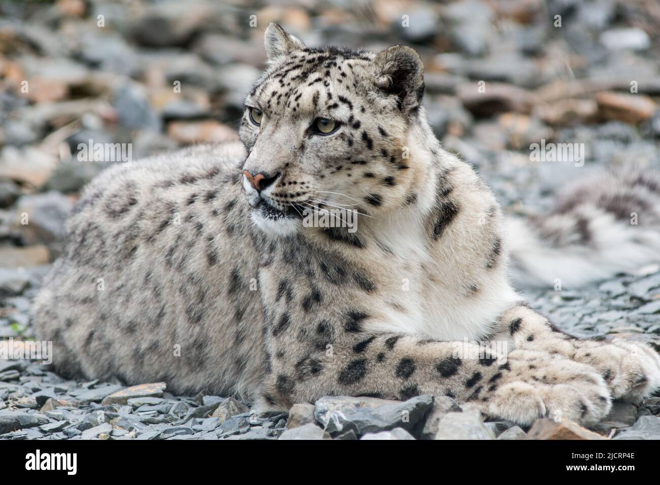 snow leopard five sisters zoo west lothian Stock Photo