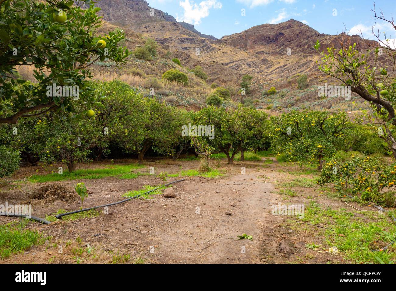 Empty Dirt Road Amidst Fruit Trees At Orchard Stock Photo