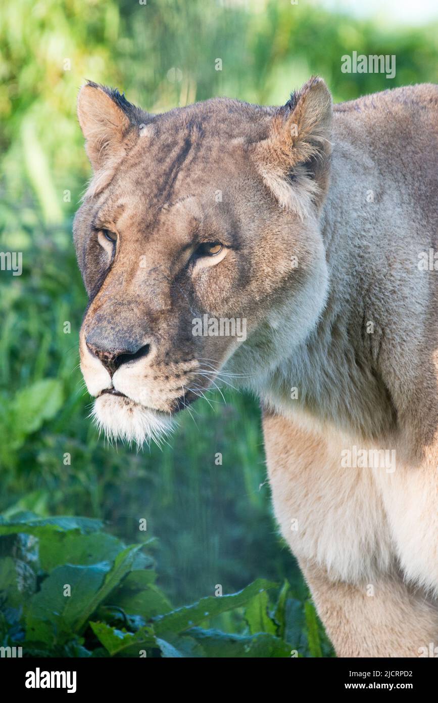 Lion sisters hi-res stock photography and images - Alamy