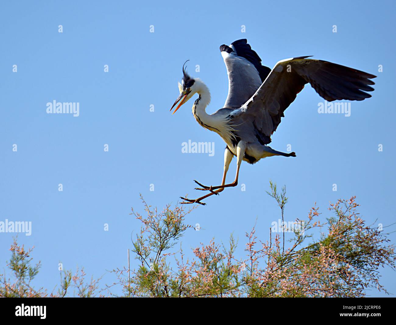 Grey heron (Ardea cinerea) arriving at the top of a tamarix tree in the Camargue is a natural region located south of Arles in France Stock Photo