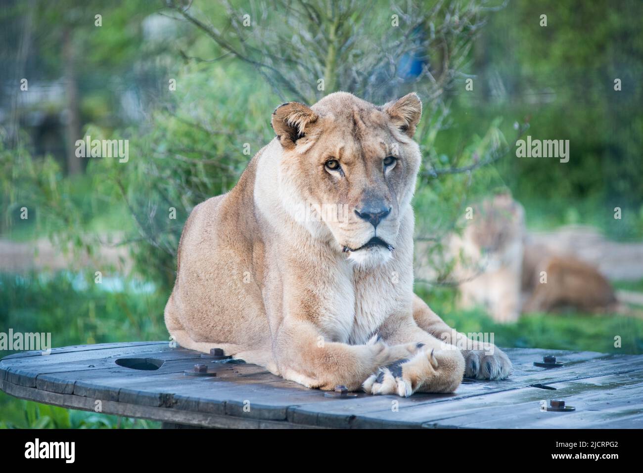 Lions at 5 sisters zoo west lothian Stock Photo