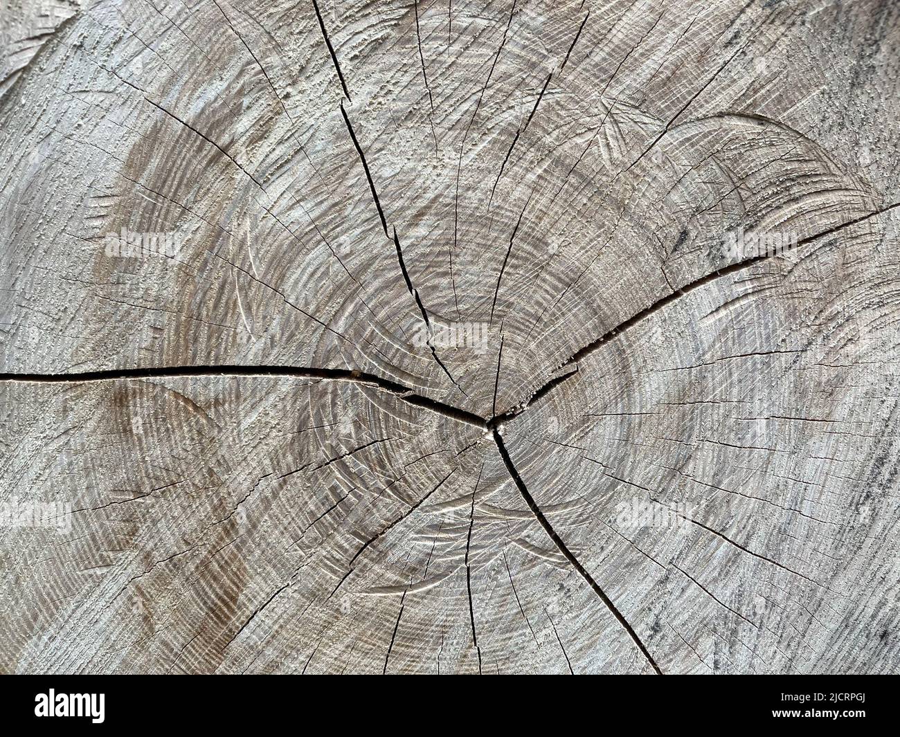 The texture of the surface of felled trees with year rings. Background of the felled tree surface with copyspace Stock Photo