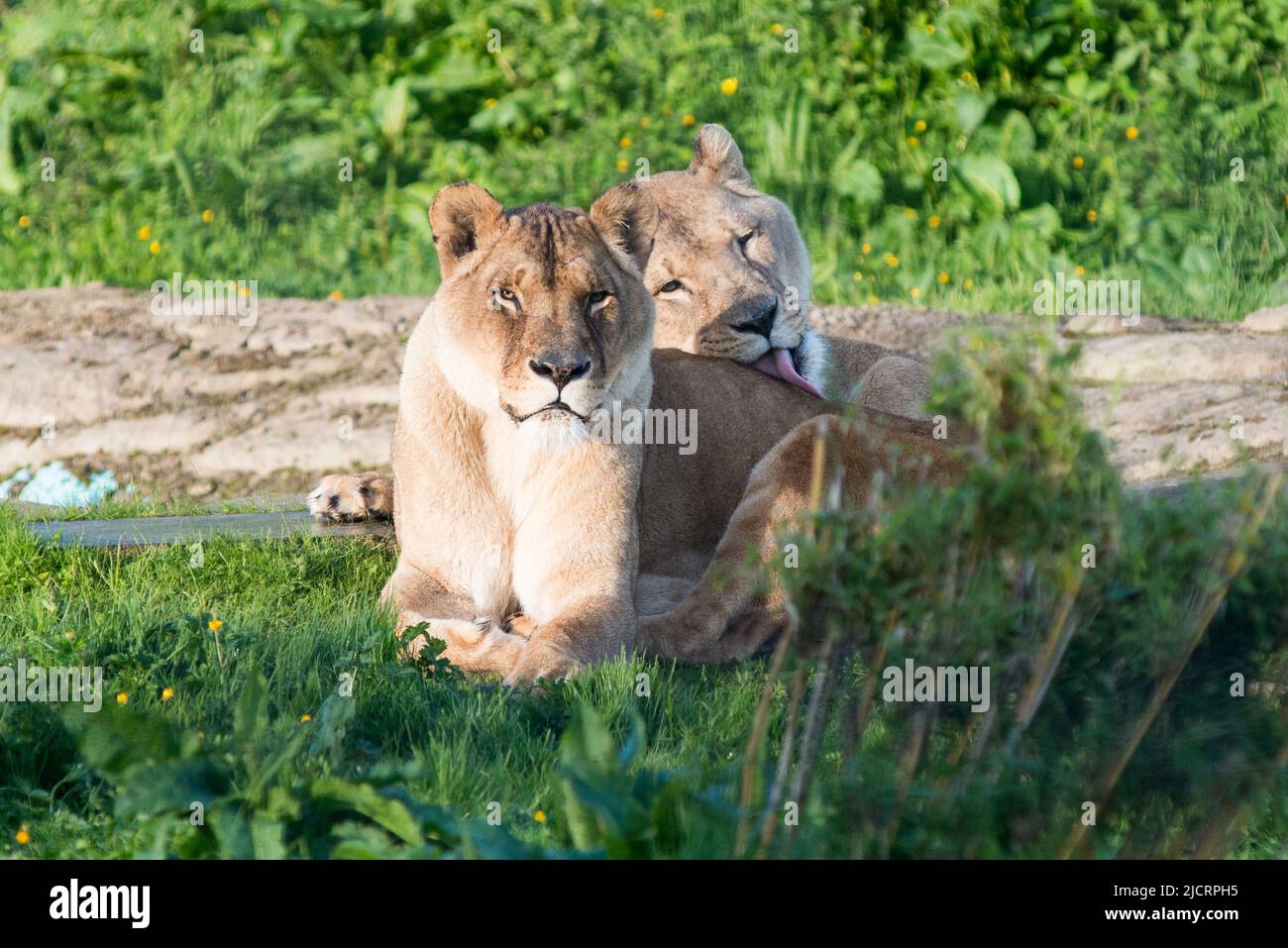Lions at 5 sisters zoo west lothian Stock Photo