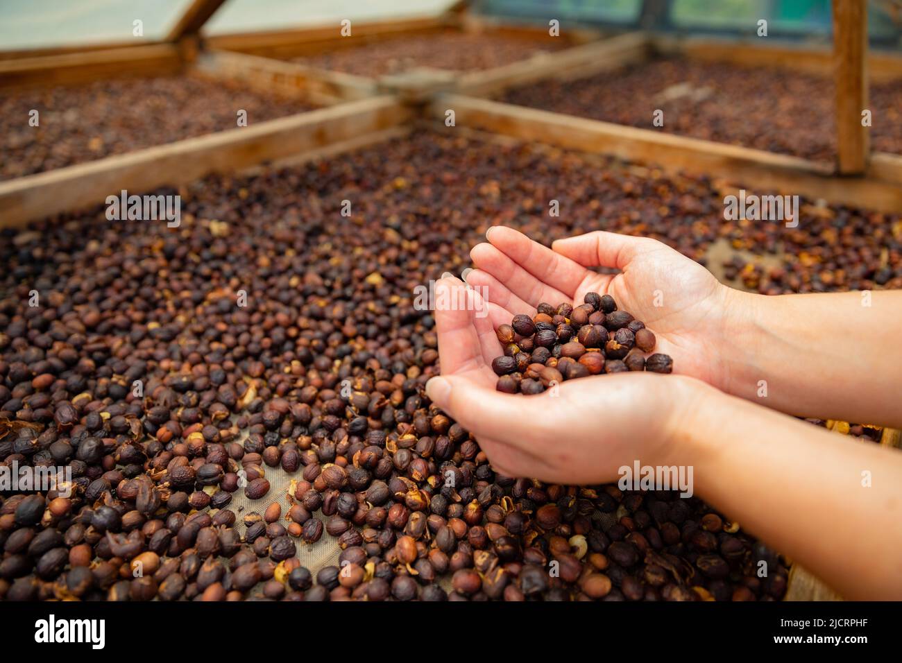 Side View of Female Worker Inspecting Dried Organic Raw Coffee Beans Stock Photo