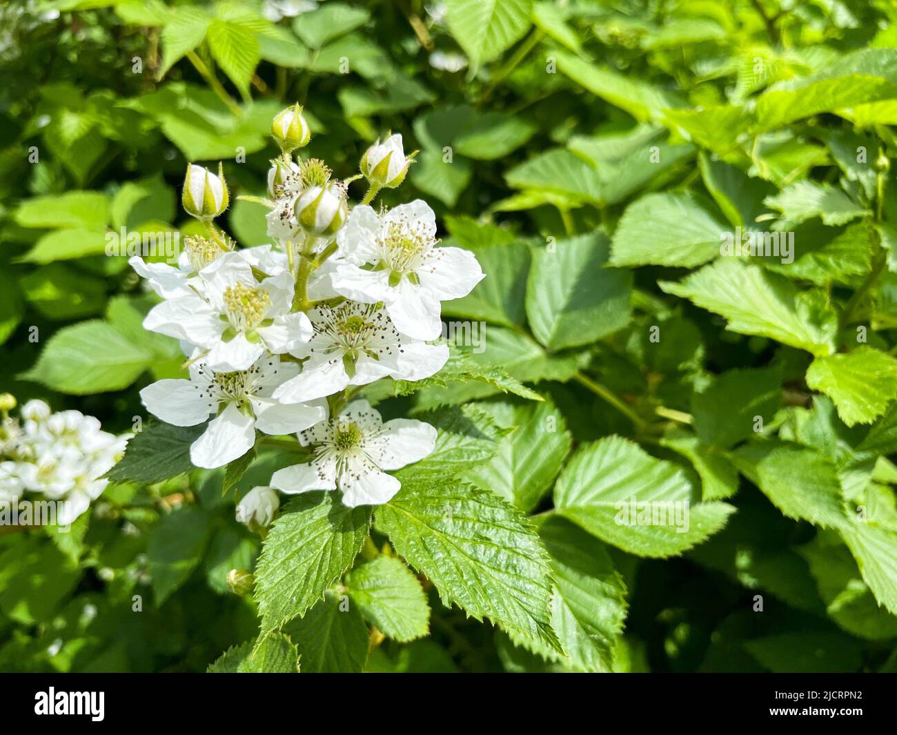 Blackberry garden (rubus canescens) close-up with copyspace Stock Photo