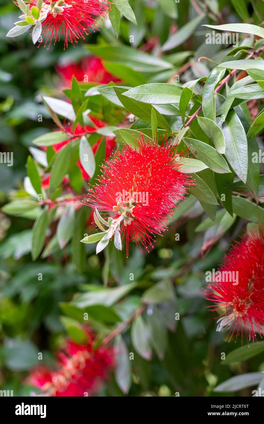 Red bottlebrush flower plant with green leaves and stamens in garden. Callistemon vimidinalis. Myrtaceae family. Vertical view Stock Photo