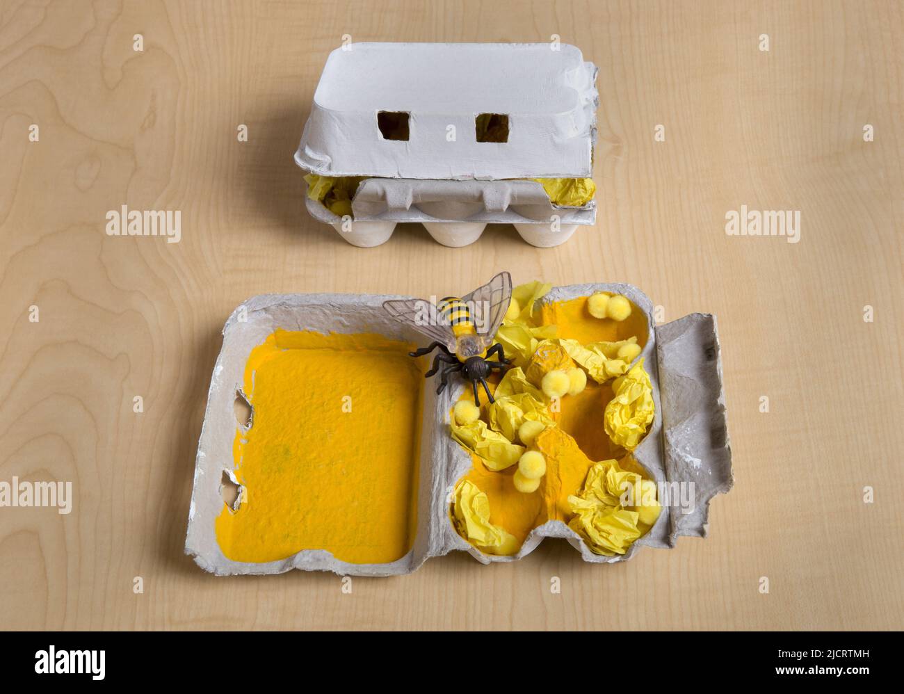 A children’s craft project using an egg carton to depict the interior of a honeybee honeycomb with larvae and pollen. Stock Photo