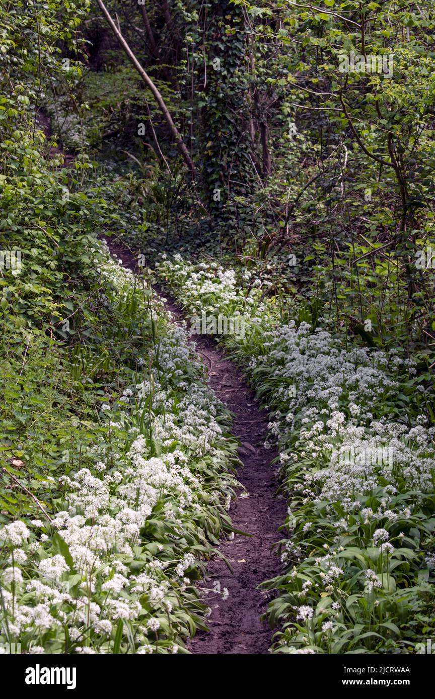 Abundance of wild garlic on a path in the woods Stock Photo
