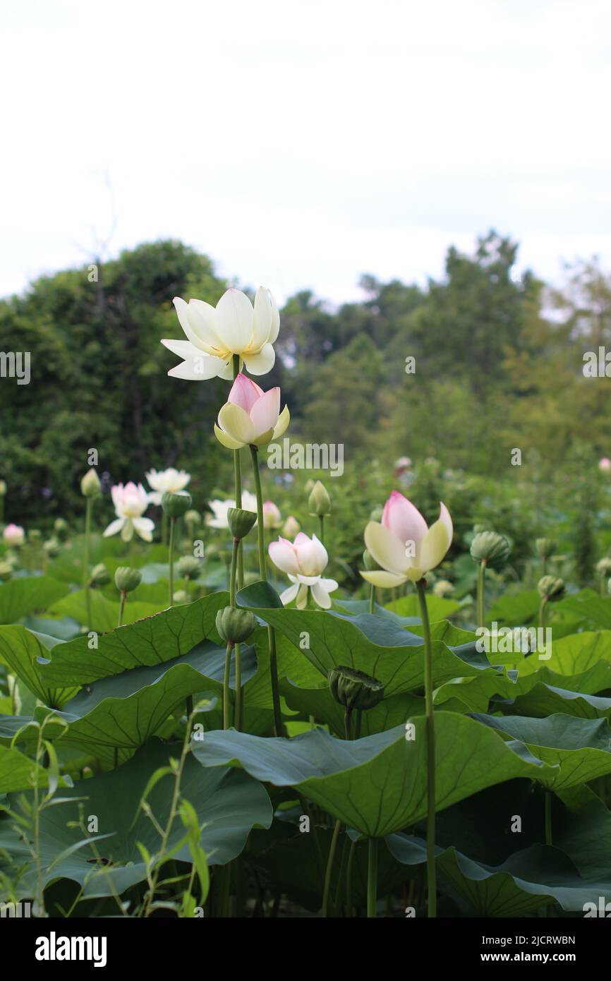 Flowers in a pond Stock Photo Alamy