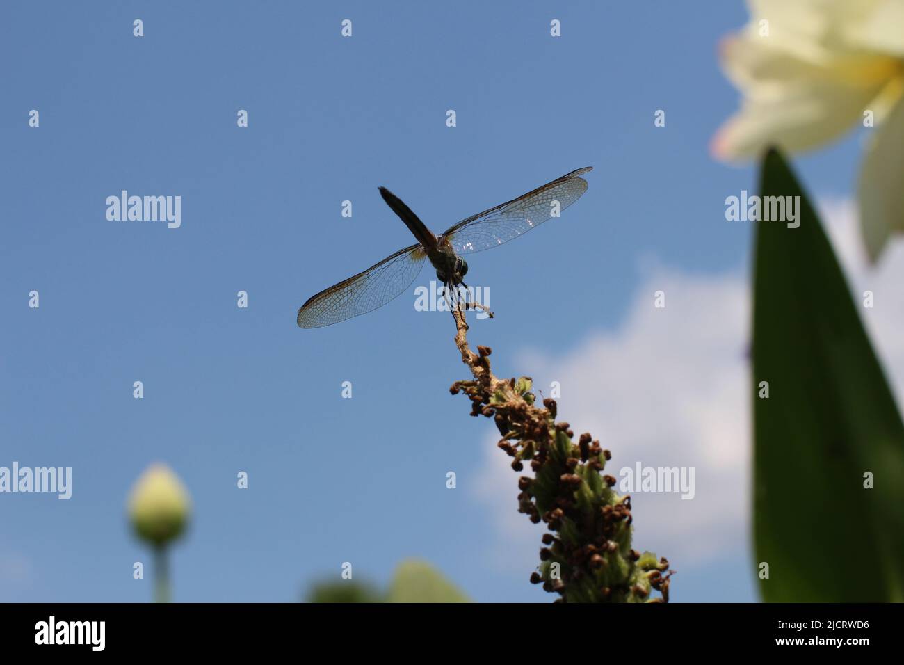 Dragonfly rests on a flower Stock Photo - Alamy