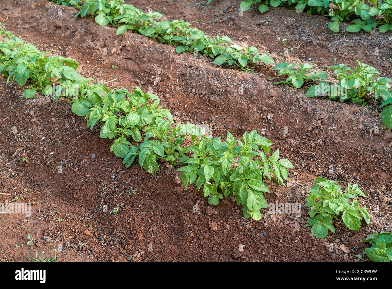 Rows of hilled up potato plants in the home garden. Stock Photo