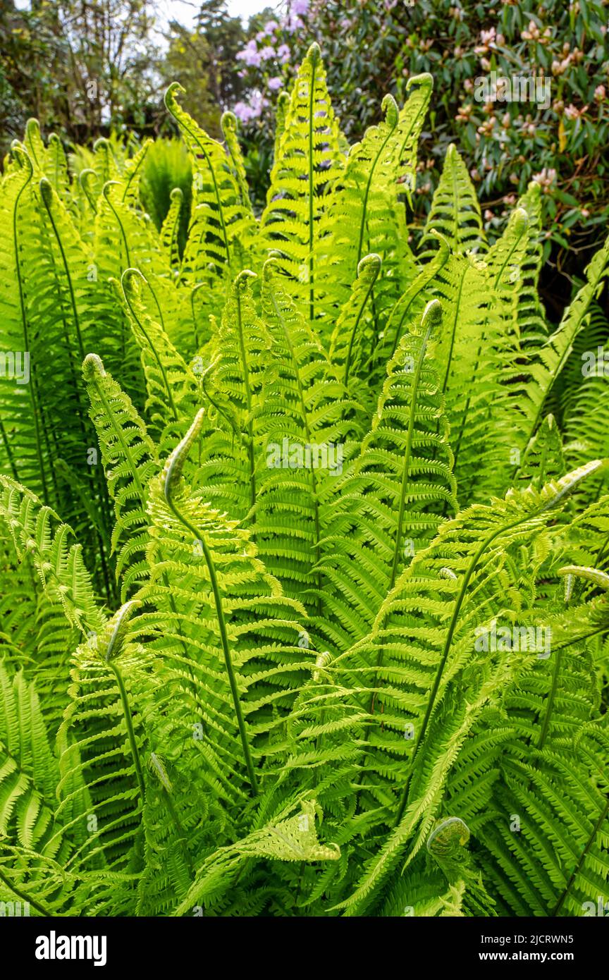 Green ferns going in a garden in Ireland Stock Photo