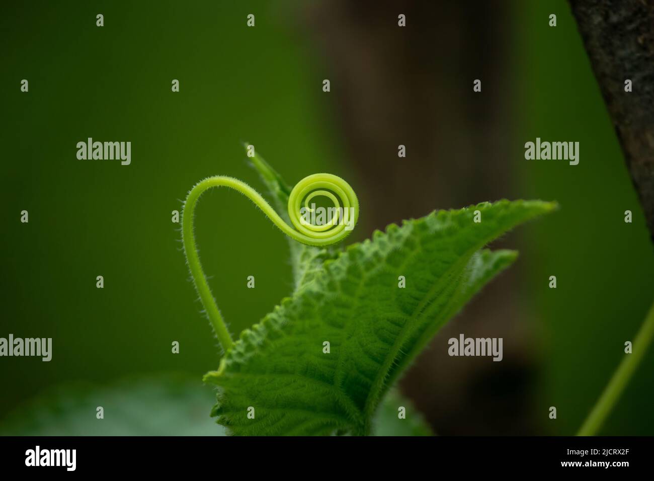 Rounded climber, tendril of cucumber plant in green background. Stock Photo