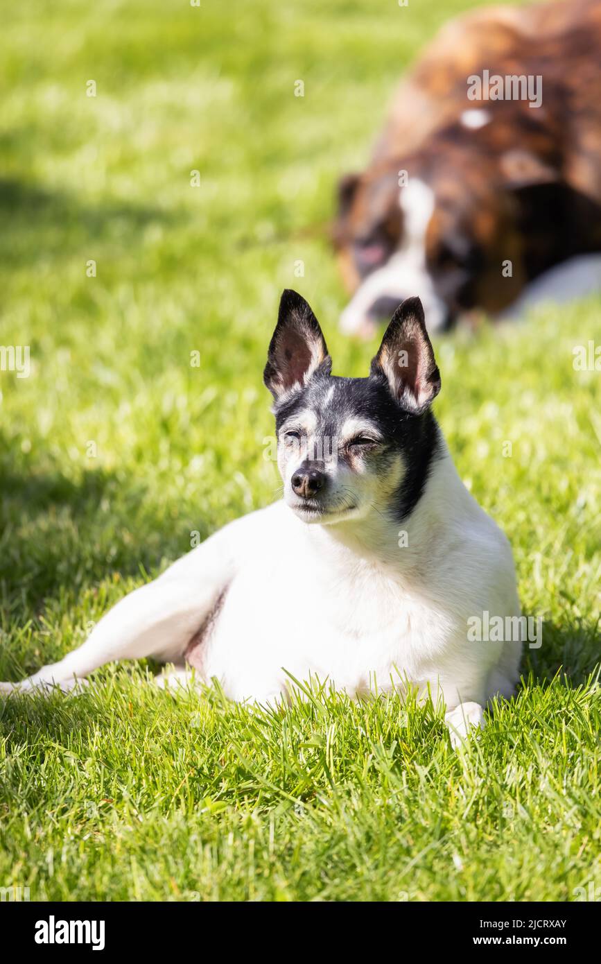 Adorable Toy Fox Terrier Dog and Boxer relaxing on grass outside. Stock Photo