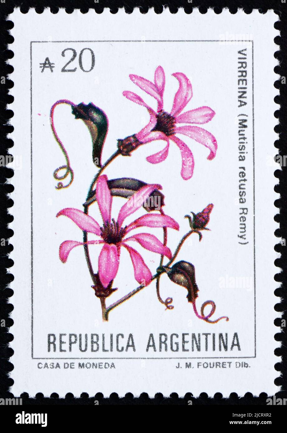 ARGENTINA - CIRCA 1989: a stamp printed in the Argentina shows Mutisia Retusa Remy, circa 1989 Stock Photo