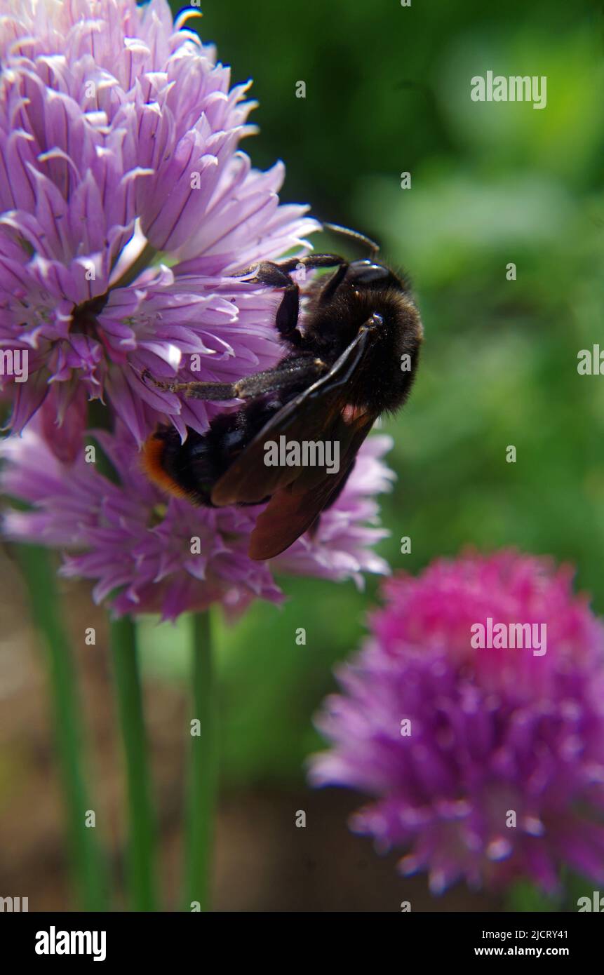 In the Garden. Stock Photo