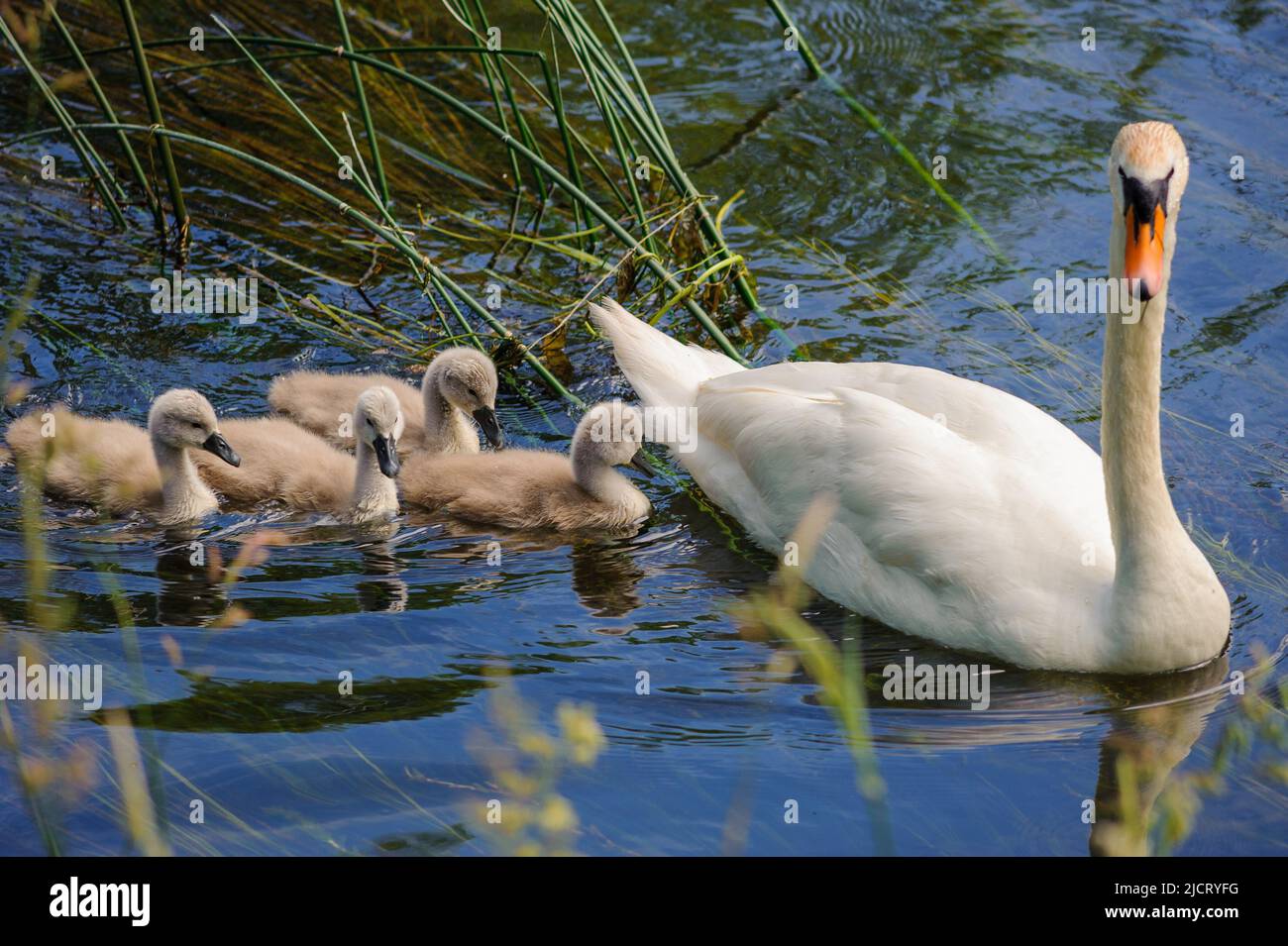 Avon Valley, Fordingbridge, Hampshire, UK, 15th June 2022, Weather. A swan with four signets swims among the reeds in the cool, clear water of the River Avon on a hot summer day. Paul Biggins/Alamy Live News Stock Photo