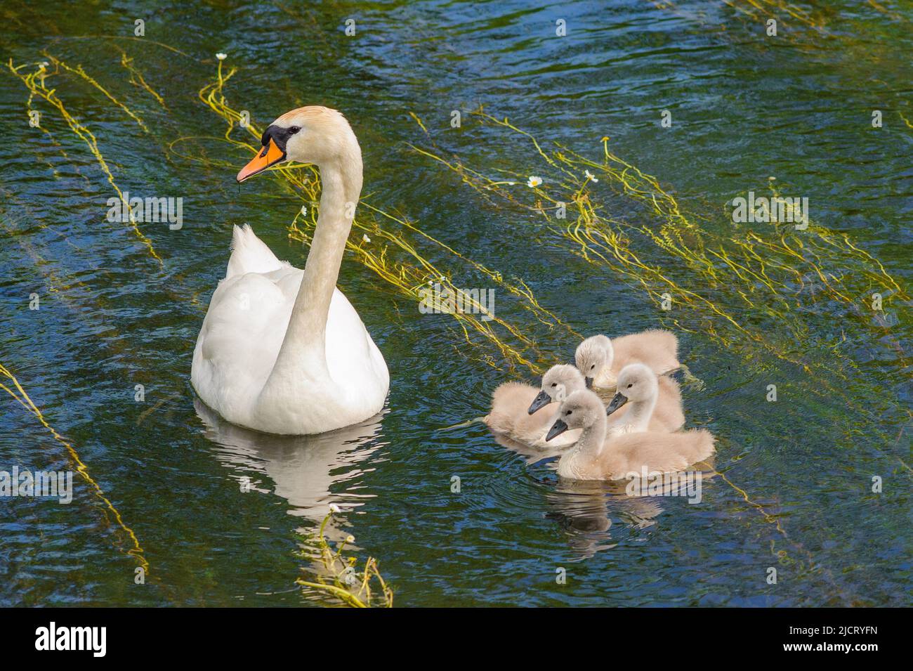 Avon Valley, Fordingbridge, Hampshire, UK, 15th June 2022, Weather. A swan with four signets swims among the reeds in the cool, clear water of the River Avon while the air temperature rises. The short heatwave is expected to last until the weekend. Paul Biggins/Alamy Live News Stock Photo