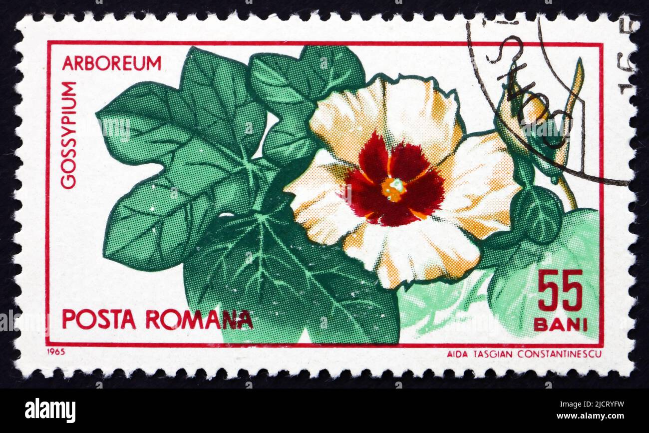 ROMANIA - CIRCA 1965: a stamp printed in the Romania shows Tree Cotton, Gossypium Arboreum, Shrub, circa 1965 Stock Photo