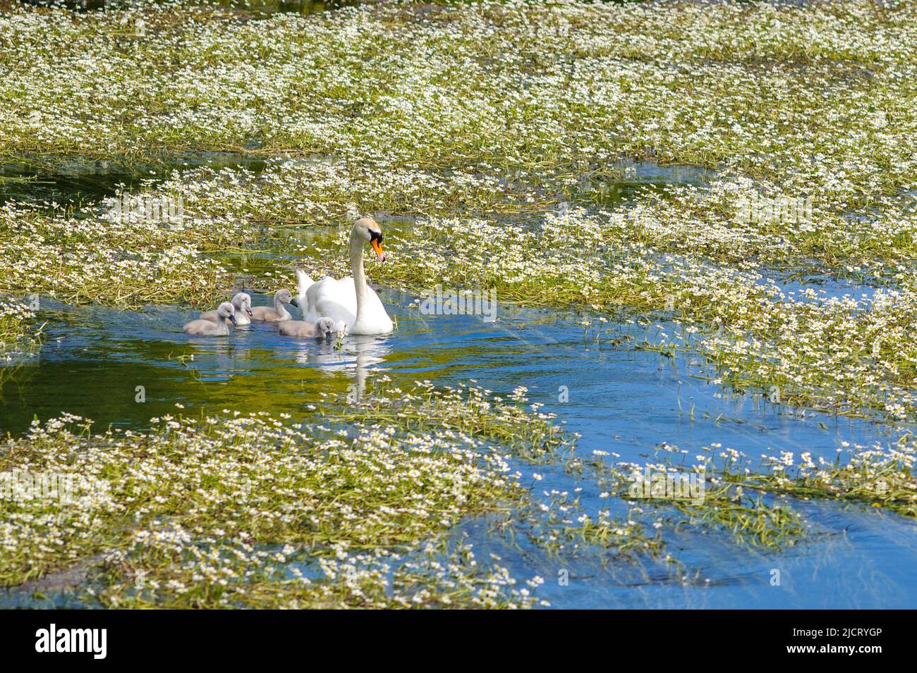 Avon Valley, Fordingbridge, Hampshire, UK, 15th June 2022, Weather. A swan with four signets swims among the reeds in the cool, clear water of the River Avon on a hot summer day. Paul Biggins/Alamy Live News Stock Photo