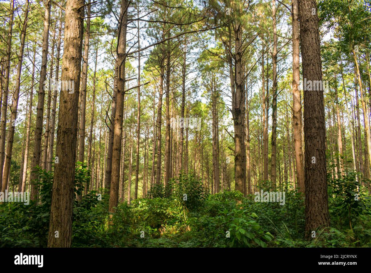 Pine tree (Pinus Elliottii) plantation in Sao Francisco de Paula (Carapina region) - Brazil Stock Photo