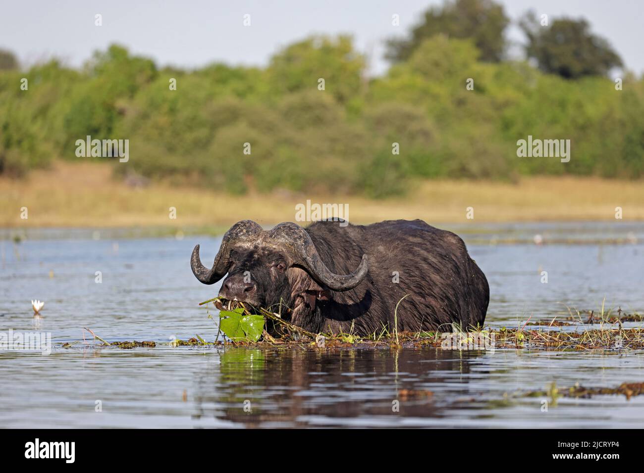 Cape Buffalo eating vegetation in the Chobe River Botswana Stock Photo