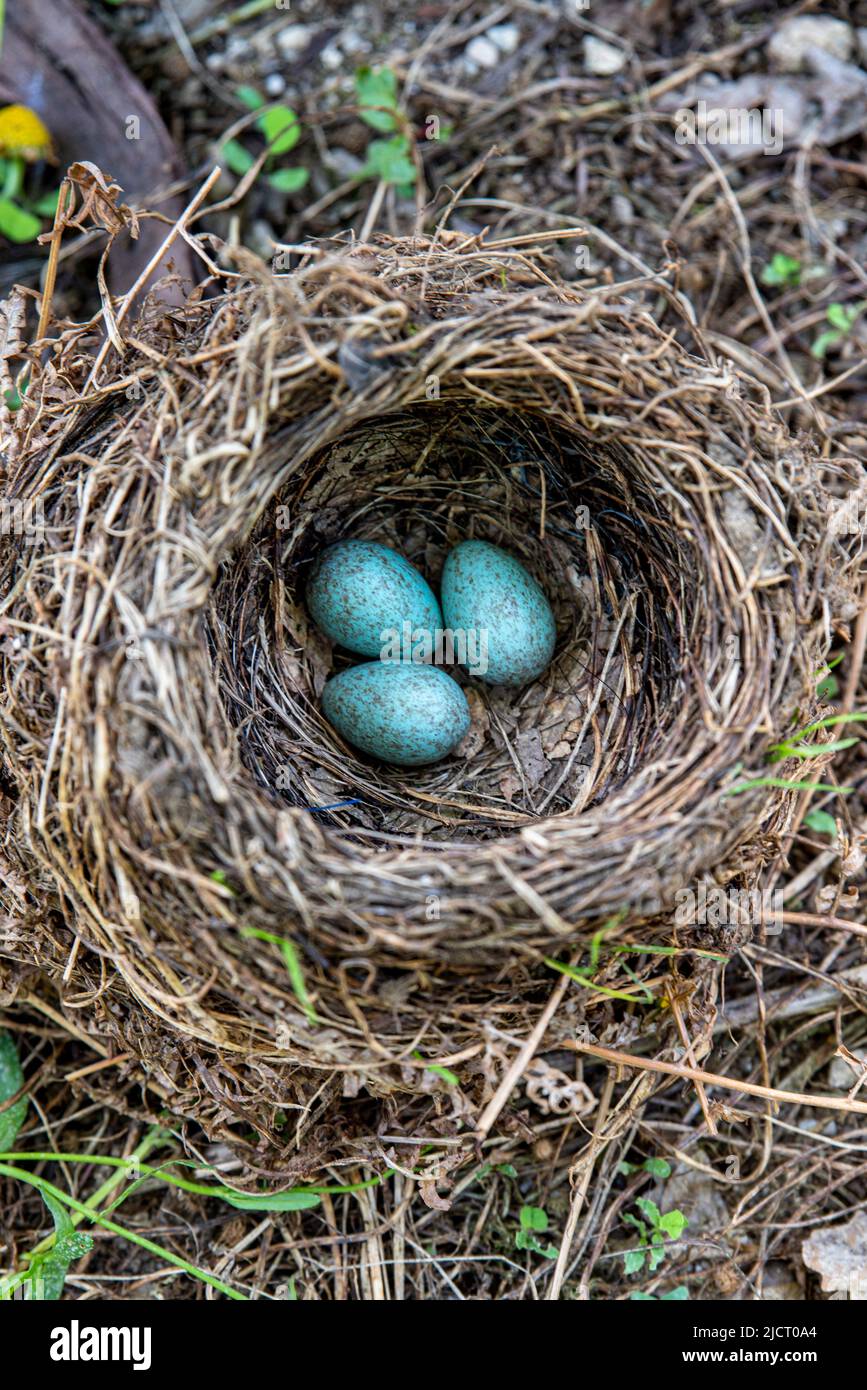blackbird-turdus-merula-blackbird-nest-with-four-eggs-in-a-flowers