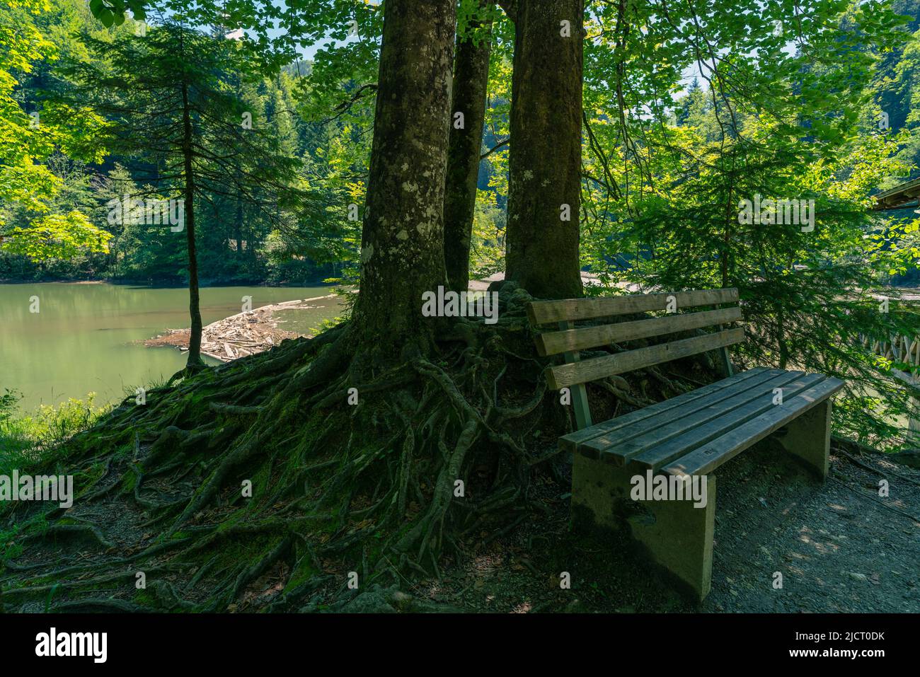 Parkbank am Waldrand beim Staufensee bei Dornbirn, mit mächtigen Wurzeln von alten Bäumen. Recreation area by the lake. Stock Photo