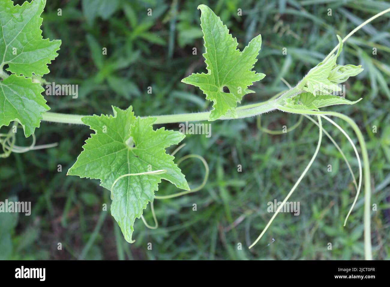 wax gourd tree in farm for harvest Stock Photo Alamy