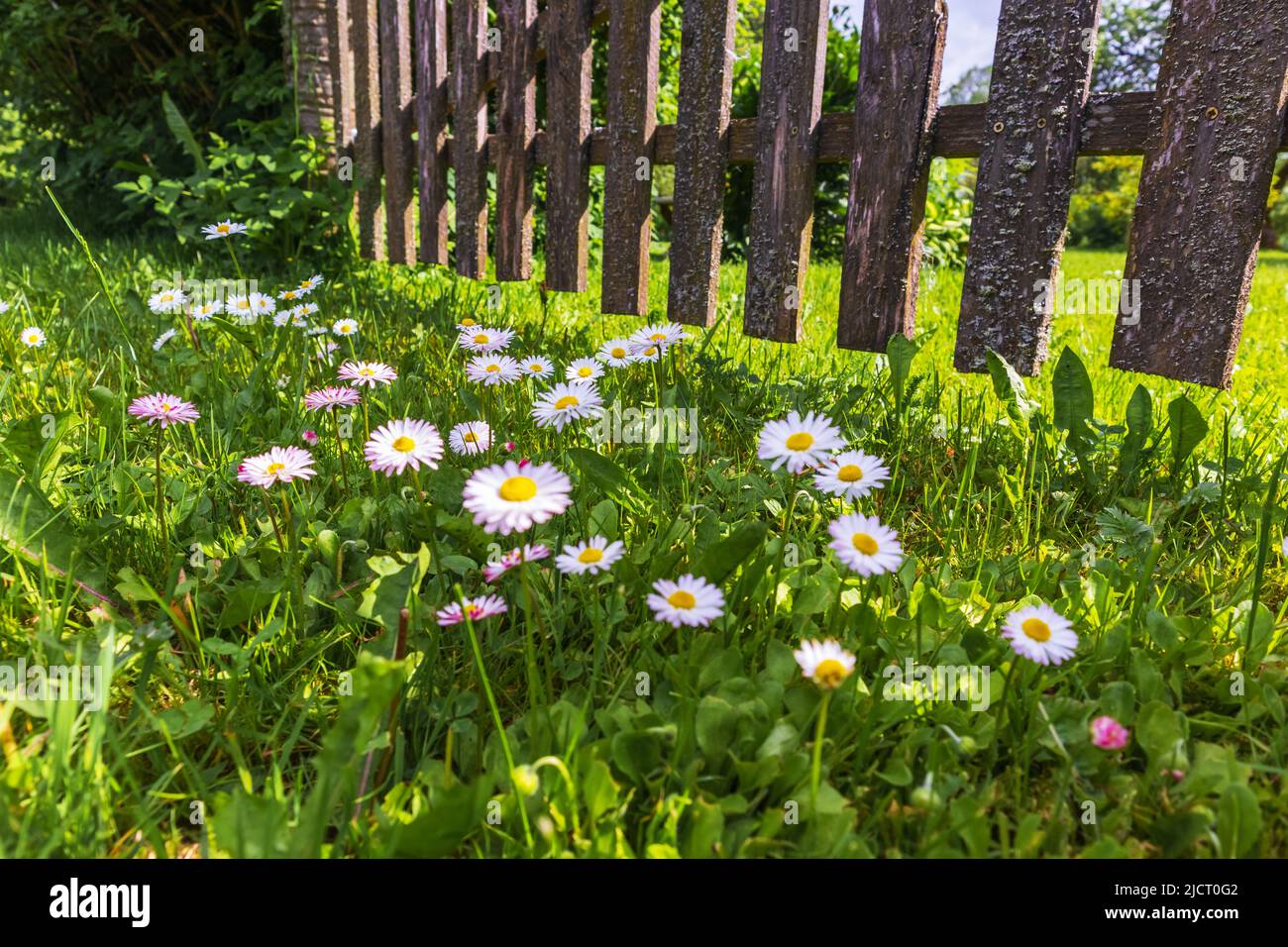 daisy flower field with green grass and fence in the background Stock Photo Alamy