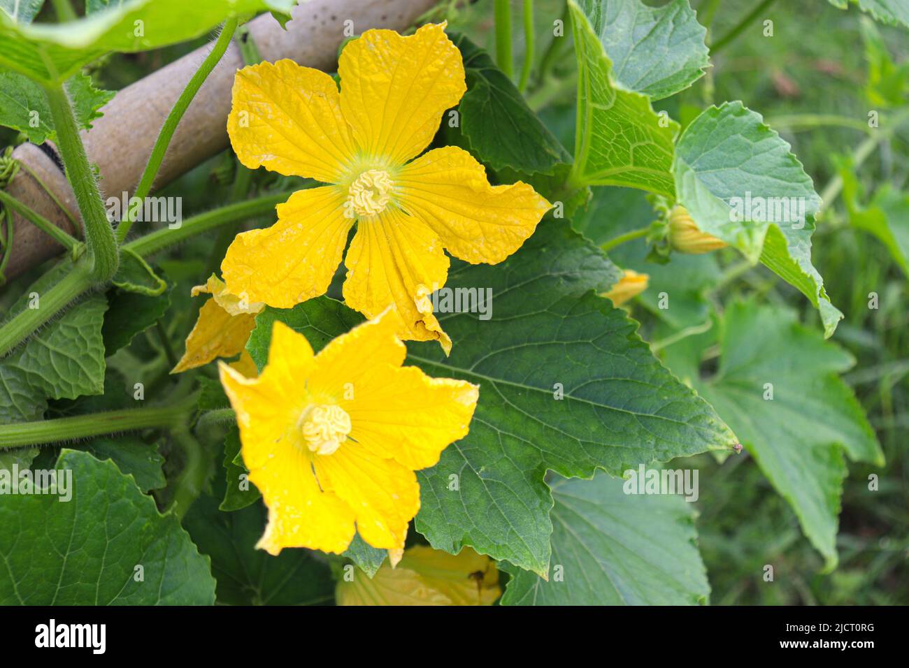 Wax gourd tree hires stock photography and images Alamy