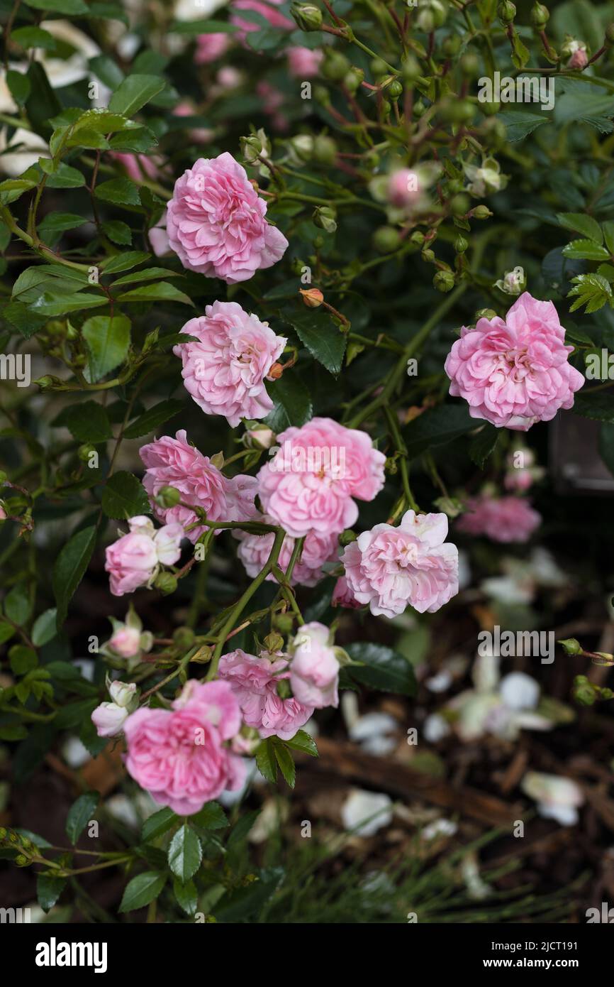Polyantha 'The Fairy' rose flowers. Stock Photo