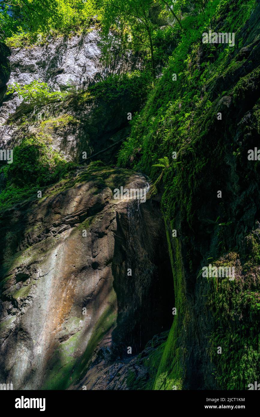 in der wilden Schlucht Alploch bei Dornbirn wachsen auf und zwischen schroffen Felsen Pflanzen und Bäume im frühlingshaften Grün. Licht und Schatten Stock Photo