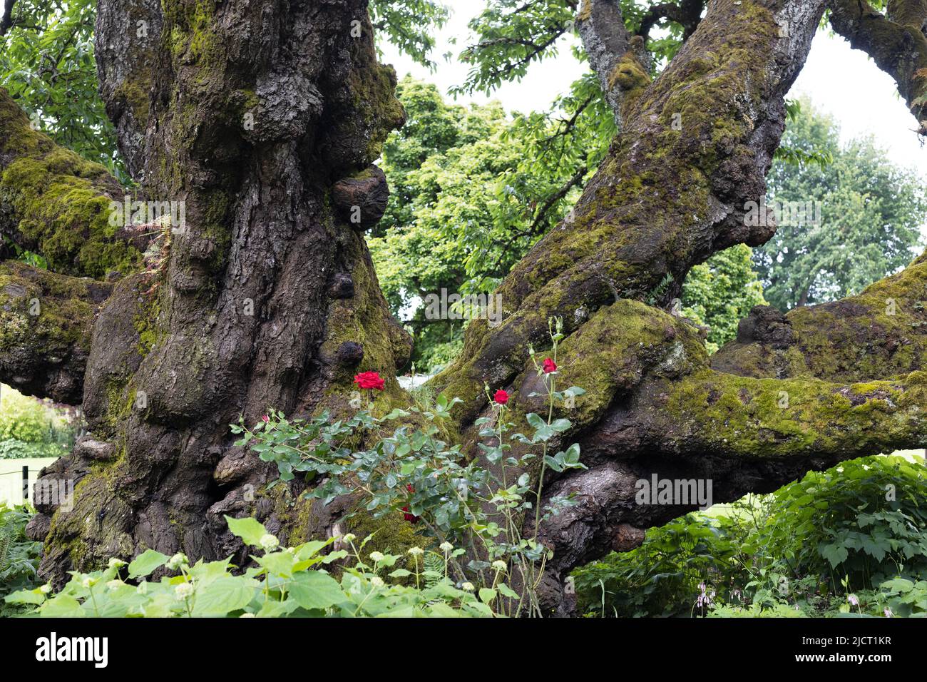 Roses growing next to an old prunus avium, an Oregon heritage tree, at Owen Rose Garden in