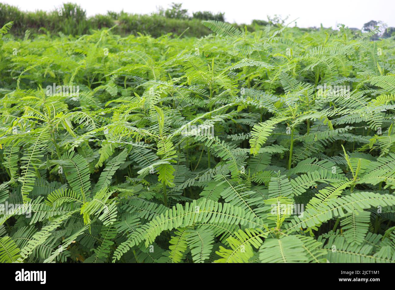 green colored dhaincha tree plant on field for harvest Stock Photo Alamy