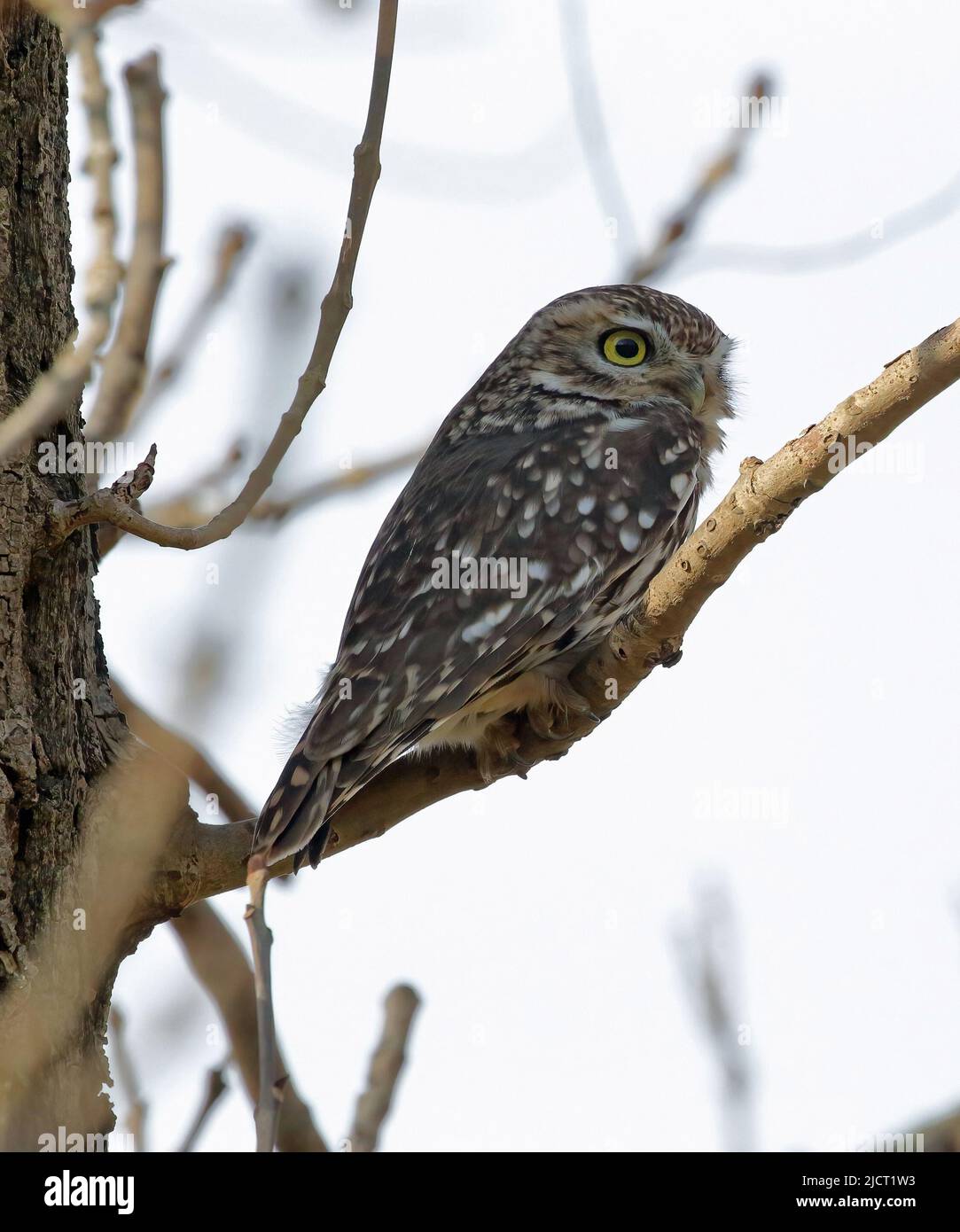 Little Owl (Athene Noctua Stock Photo Alamy