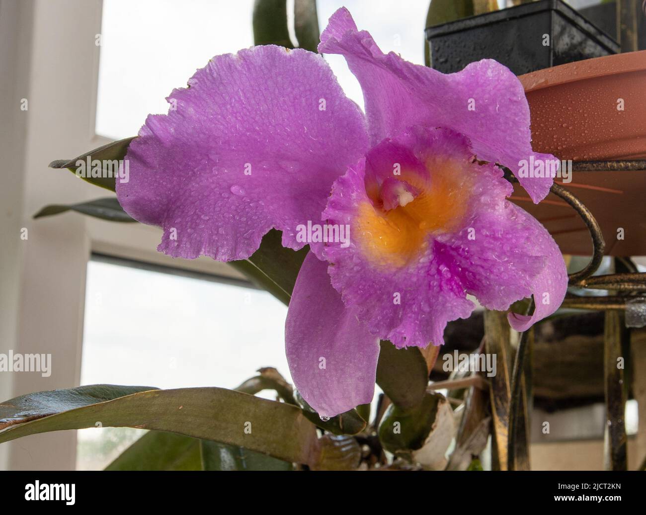 Cattleyas hi-res stock photography and images - Alamy