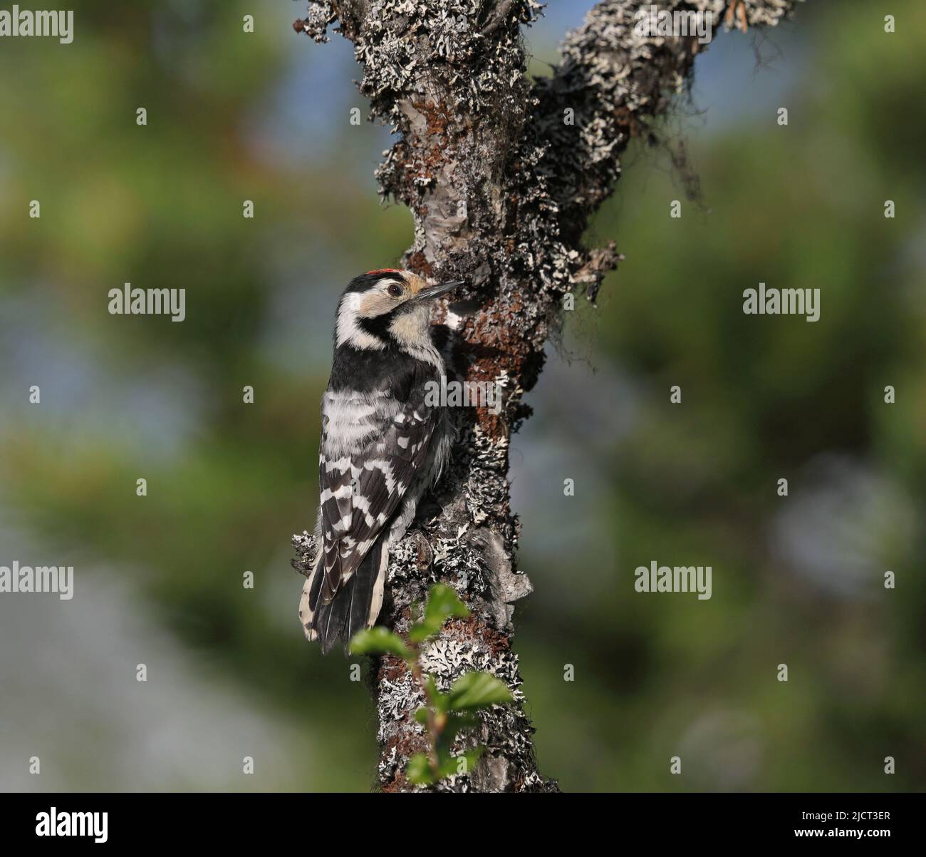Lesser spotted woodpecker, Dryobates minor, on tree with lichens Stock Photo