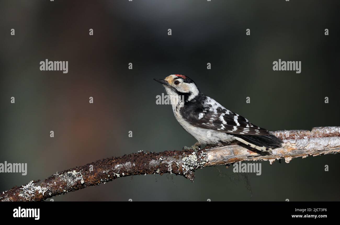 Lesser spotted woodpecker, Dryobates minor sitting on branch Stock Photo