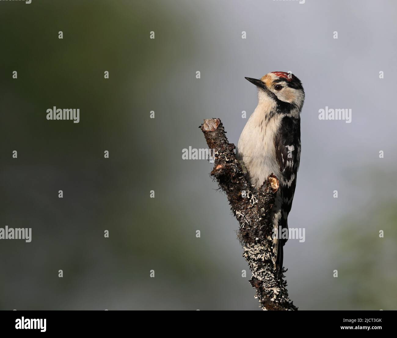 Lesser spotted woodpecker, Dryobates minor sitting on branch Stock Photo