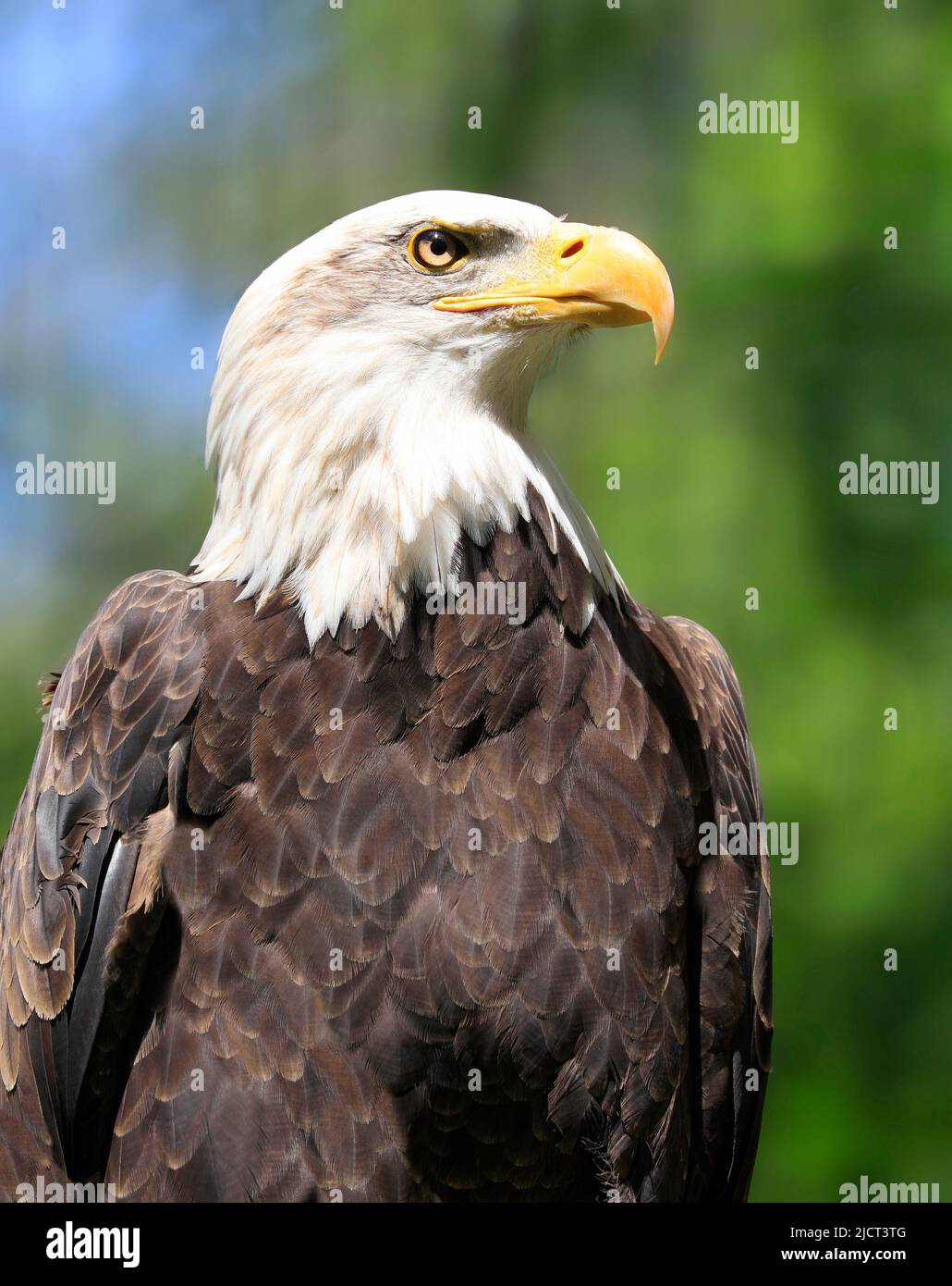 Bald eagle portrait with green background, Canada Stock Photo