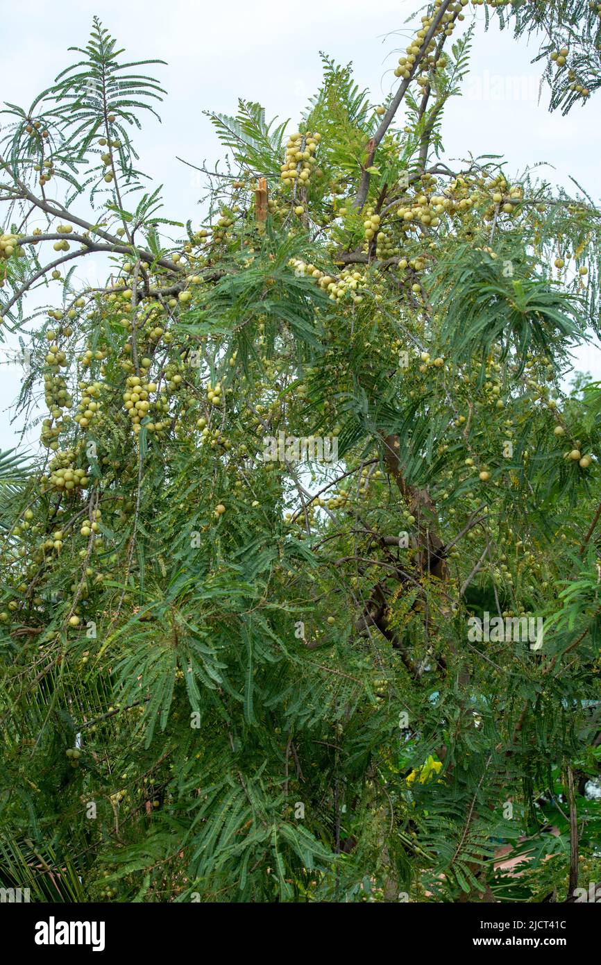 amla growing on trees in rural areas and forests is healthy rich