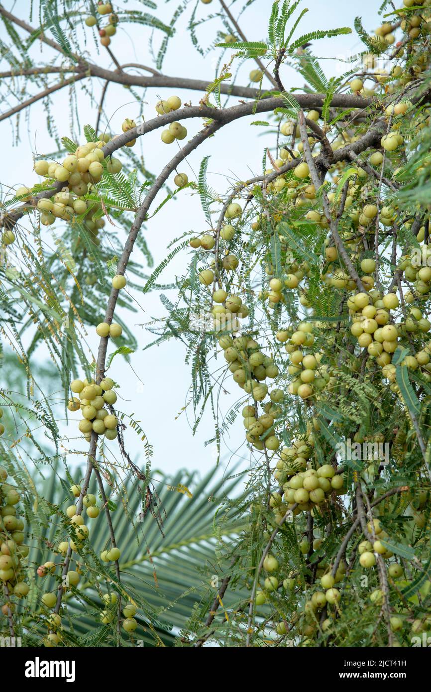 amla growing on trees in rural areas and forests is healthy rich