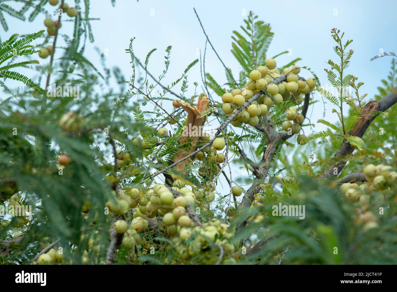 amla growing on trees in rural areas and forests is healthy rich